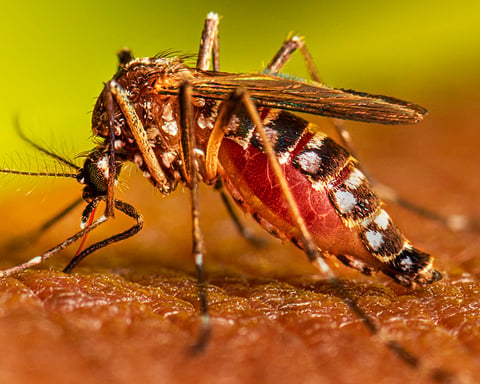 An adult female Aedes aegypti mosquito feeding on human skin, one of two primary Aedes species targeted by Wolbachia biocontrol programs in the United States