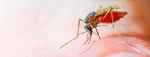 Female Anopheles stephensi mosquito feeding on human blood, the primary vector of malaria in urban Asia and Africa