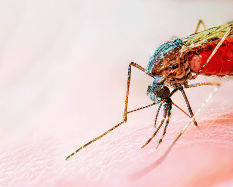 Female Anopheles stephensi mosquito feeding on human blood, the primary vector of malaria in urban Asia and Africa