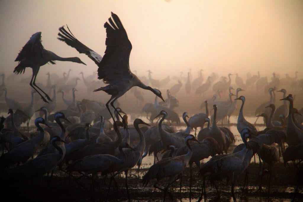Poultry farm biosecurity measures for avian influenza H5N1 HPAI containment