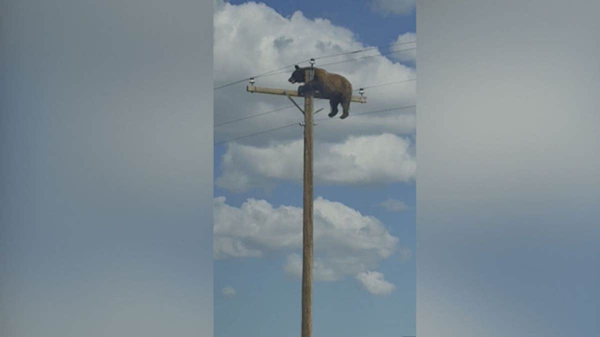 Black bear perched on utility pole crossarm near Gladstone New Mexico before electrocution
