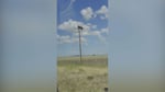Black bear balanced on the crossarm of a utility pole near Gladstone New Mexico before dying of electrocution
