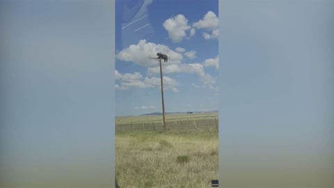 Black bear balanced on the crossarm of a utility pole near Gladstone New Mexico before dying of electrocution
