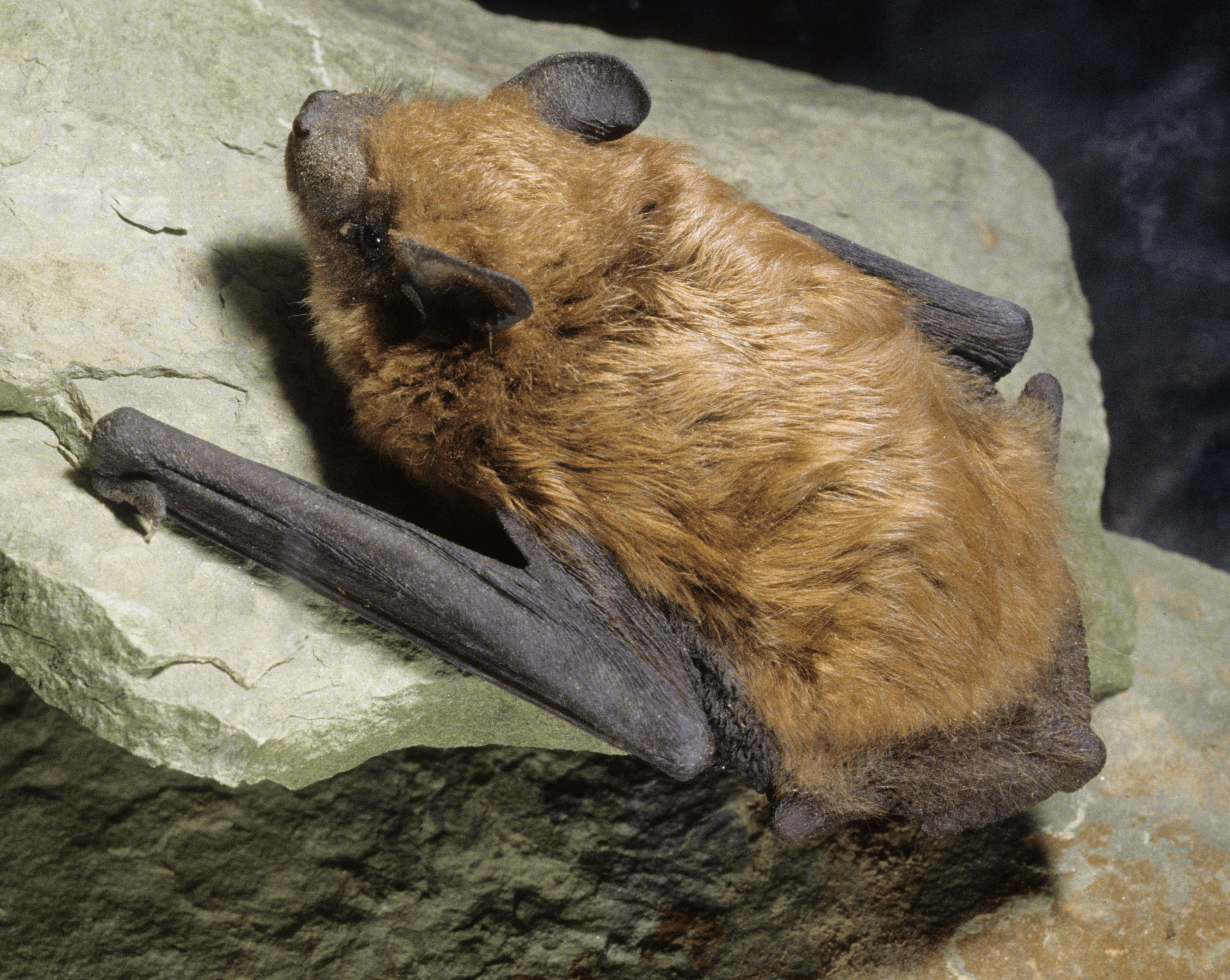 A big brown bat crawling along the surface of a rock, a ground-level behavior that can signal rabies infection