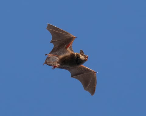 A big brown bat in flight, the species most commonly associated with rabies exposure in the United States