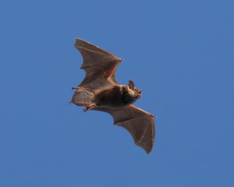 A big brown bat in flight, the species most commonly associated with rabies exposure in the United States
