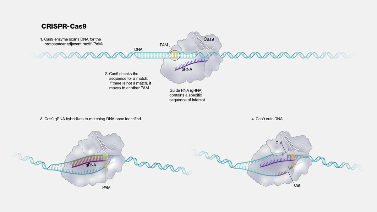 CRISPR base editing diagram showing viral vector gene delivery to DNA
