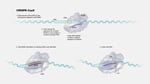 CRISPR base editing diagram showing viral vector gene delivery to DNA