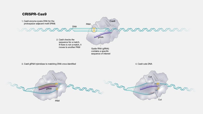 CRISPR base editing diagram showing viral vector gene delivery to DNA