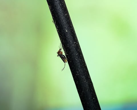 A Culex mosquito, the primary vector of West Nile virus in the United States, where CDC has confirmed a 20-year early-season record of 48 cases in 23 states