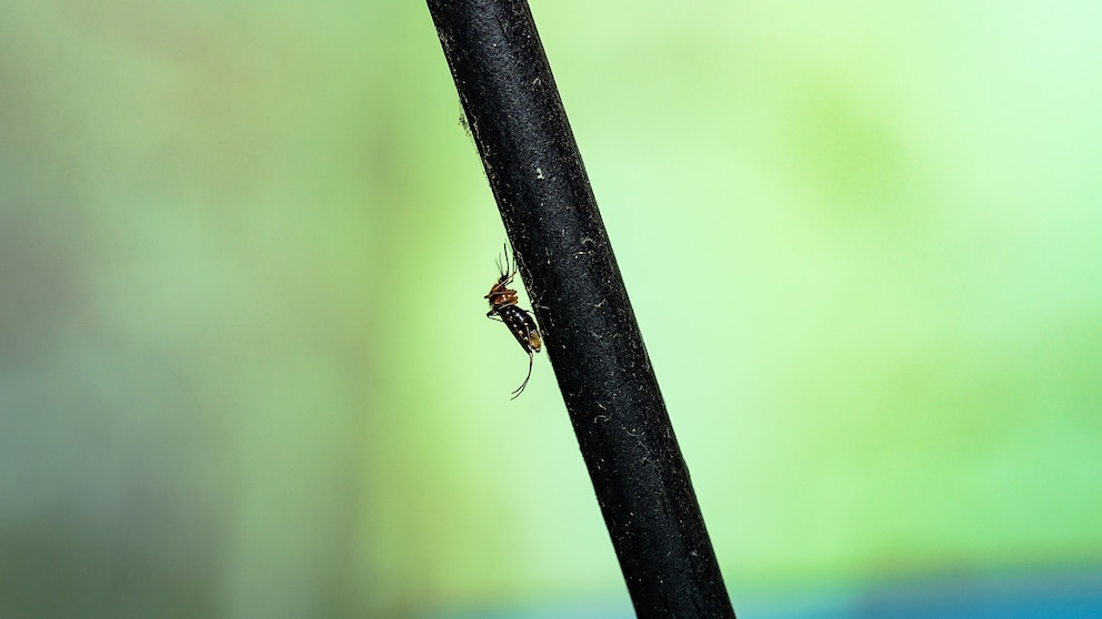 A Culex mosquito, the primary vector of West Nile virus in the United States, where CDC has confirmed a 20-year early-season record of 48 cases in 23 states