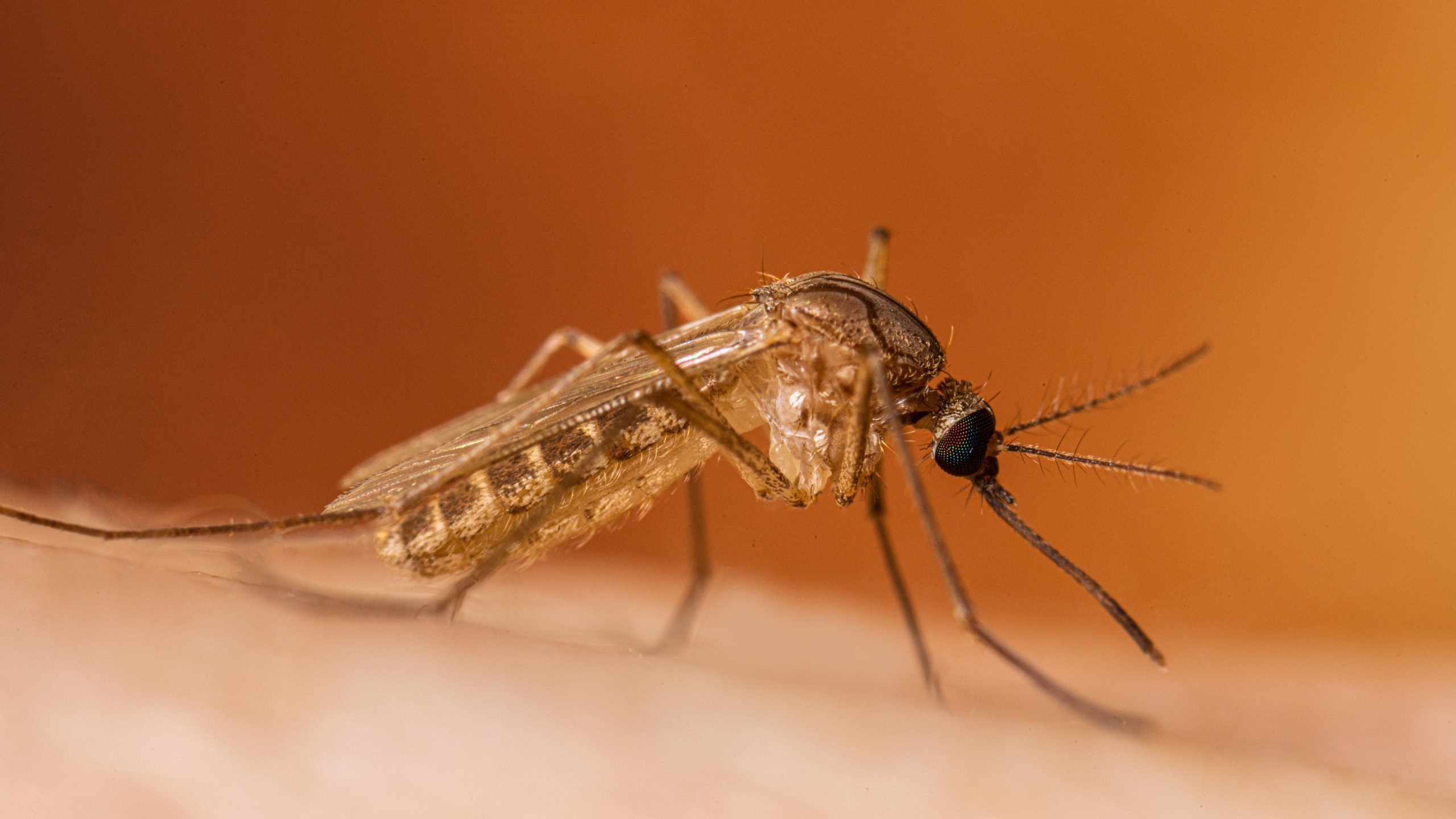 A Culex quinquefasciatus mosquito, the primary species responsible for transmitting West Nile virus to humans in the United States