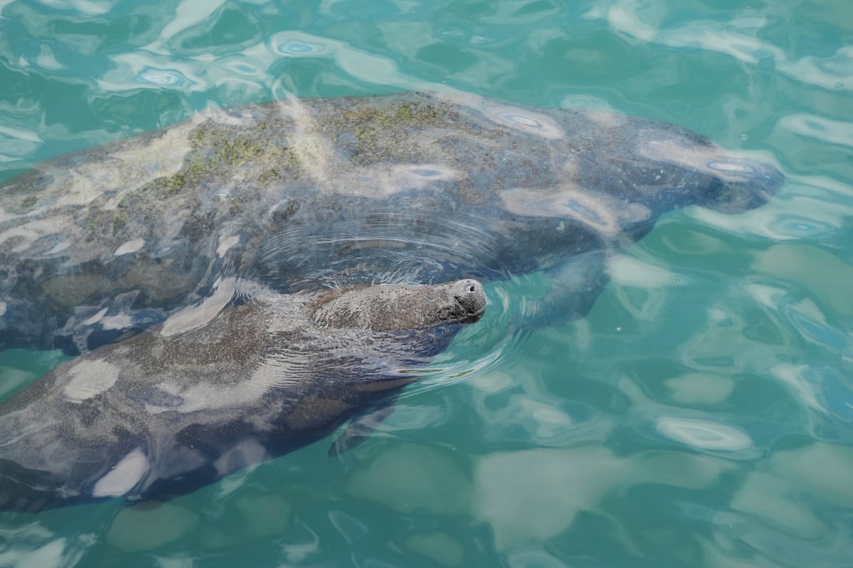 A baby manatee swims beside its mother at Manatee Lagoon in Riviera Beach Florida as Trump strips automatic Endangered Species Act protections
