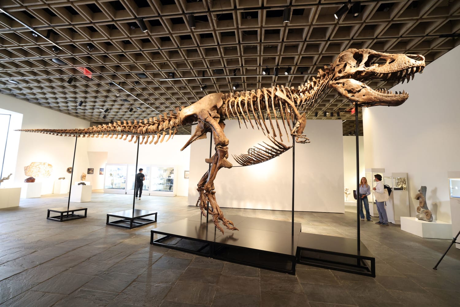 Gus the mounted Tyrannosaurus rex skeleton at Sotheby's New York ahead of record-breaking $50.1 million auction