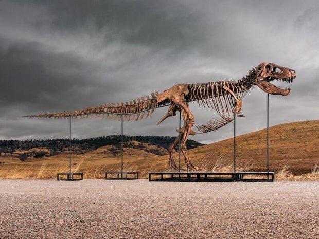 Tyrannosaurus rex Gus fossil skeleton at Sotheby's New York auction in 2026
