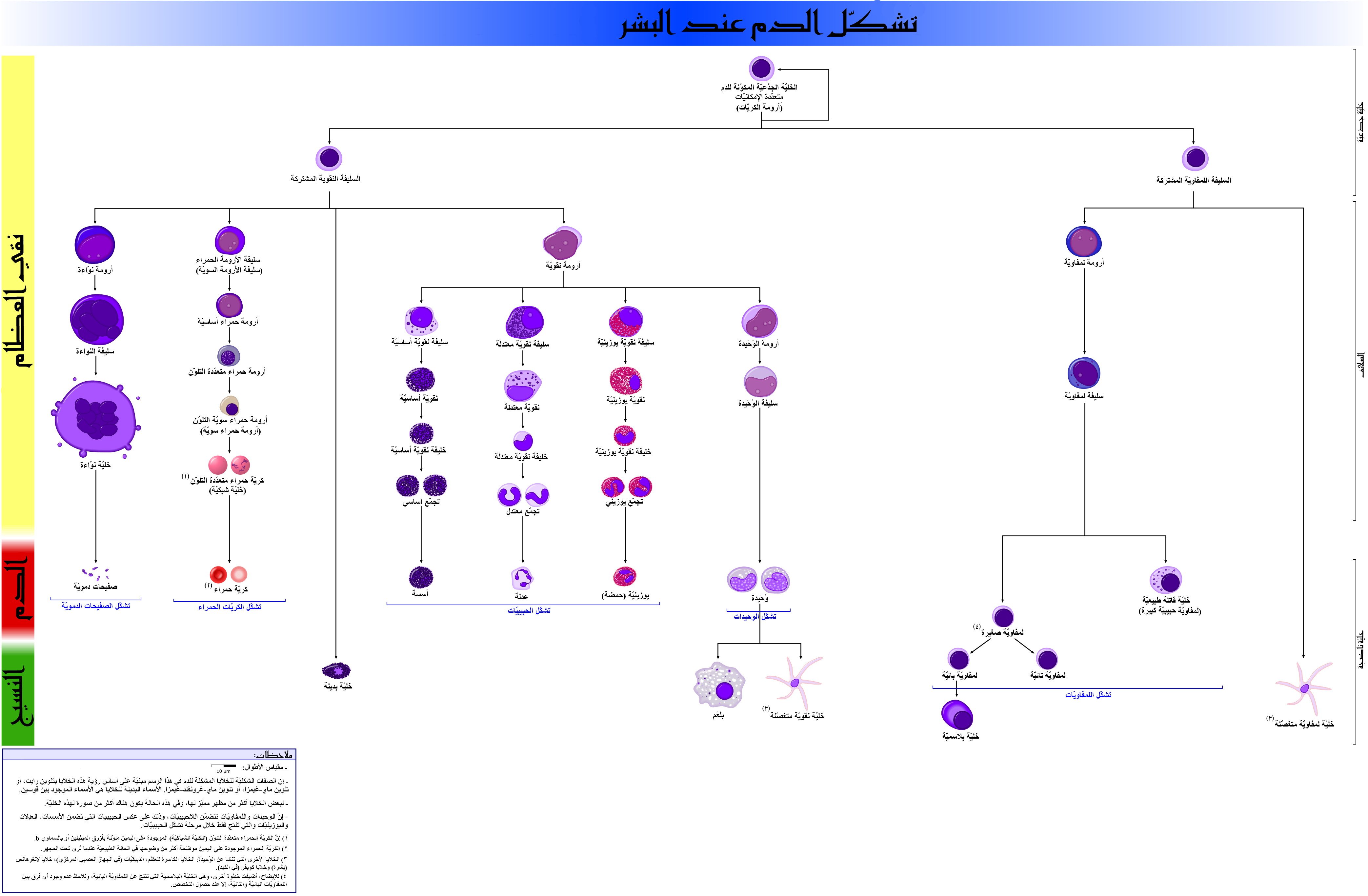 Diagram showing how blood cells form from a common stem cell during hematopoiesis
