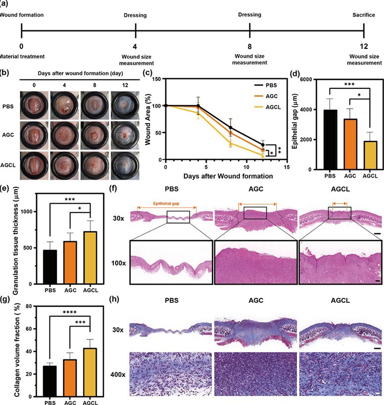 Animal wound experiment and liver surgery efficacy results for KAIST AGCL hemostatic powder