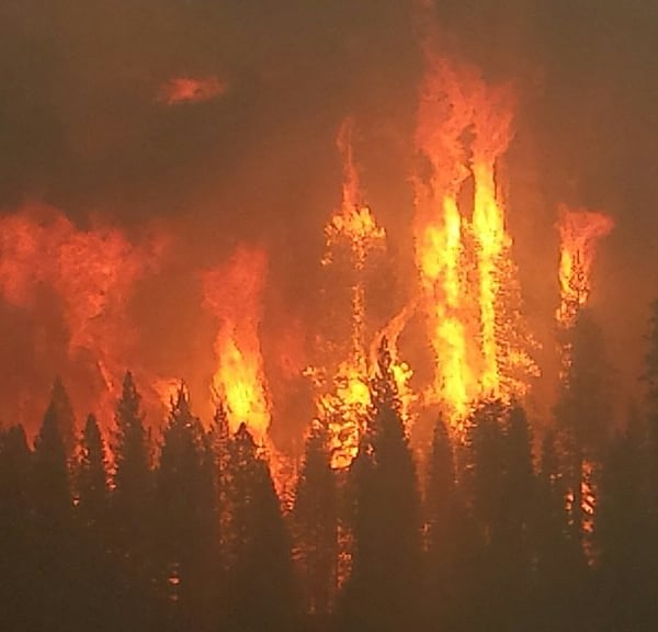 Aerial view of wildfire burning through dense pine forest with flames and smoke visible