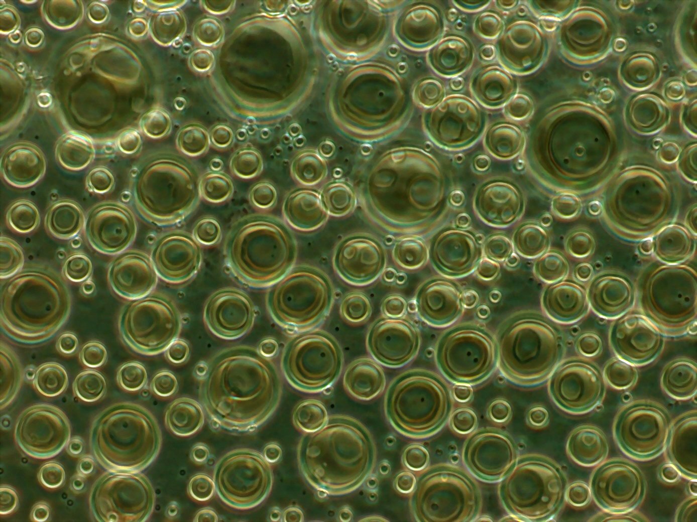 Phosphatidylcholine liposomes in suspension viewed under phase-contrast microscopy