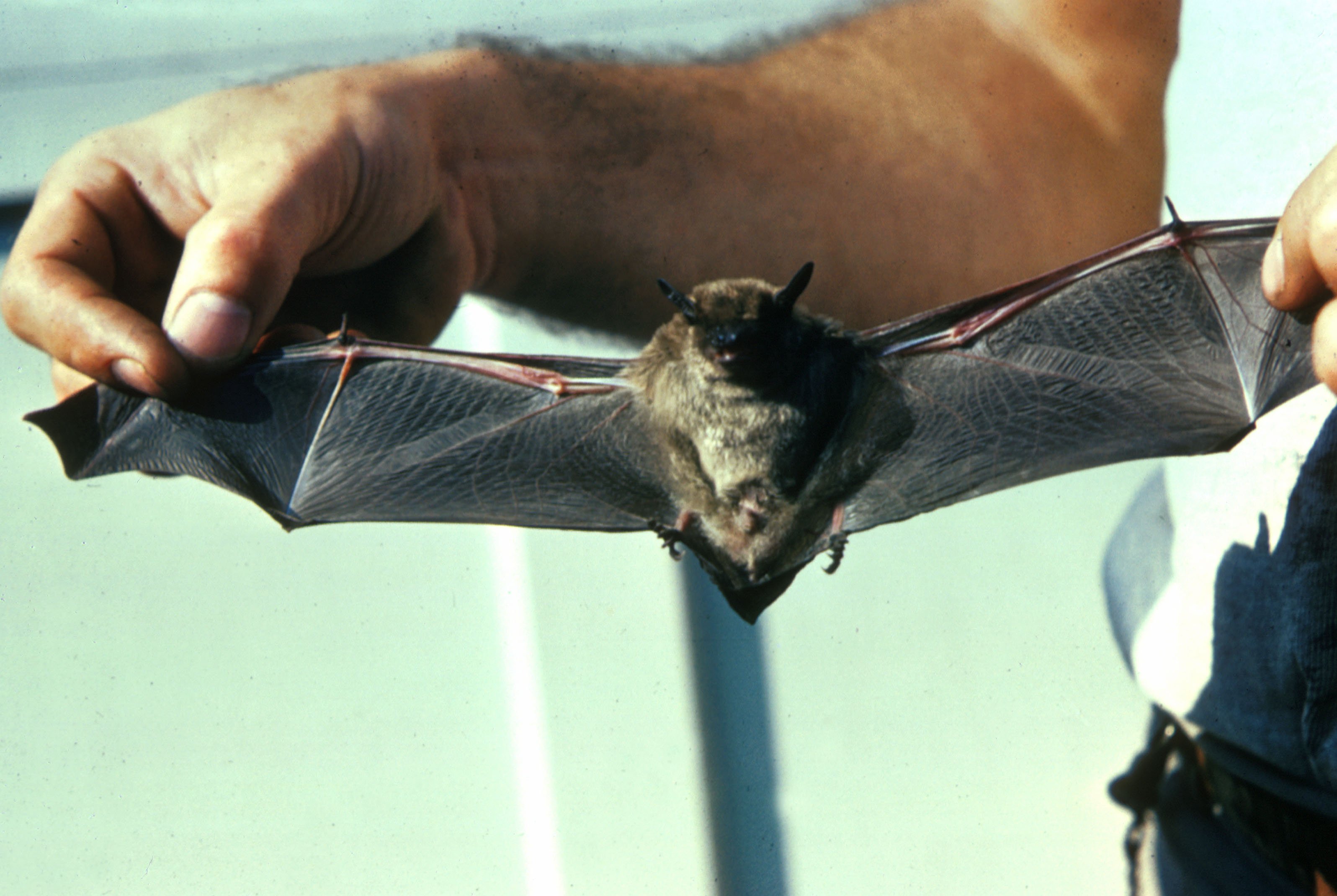 A little brown bat, the species most commonly linked to bat rabies exposures in Ontario