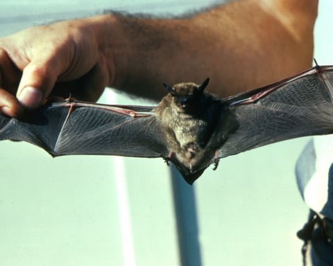 A little brown bat, the species most commonly linked to bat rabies exposures in Ontario