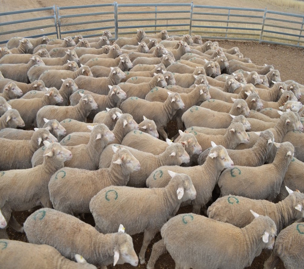 Flock of Merino sheep in an enclosure at CSIRO's Chiswick Research Station during the ImmuneDEX immune competency research trials