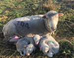Merino lambs curled up next to their mother at CSIRO Chiswick Research Station where the ImmuneDEX sheep resilience research was conducted