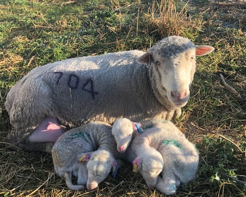 Merino lambs curled up next to their mother at CSIRO Chiswick Research Station where the ImmuneDEX sheep resilience research was conducted