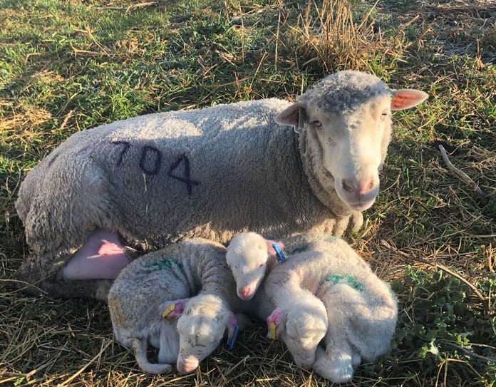 Merino lambs curled up next to their mother at CSIRO Chiswick Research Station where the ImmuneDEX sheep resilience research was conducted