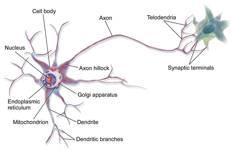 Medical illustration of a multipolar neuron showing cell body dendrites and axon the type found in the motor cortex disrupted by Huntington's disease