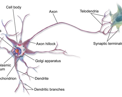 Medical illustration of a multipolar neuron showing cell body dendrites and axon the type found in the motor cortex disrupted by Huntington's disease