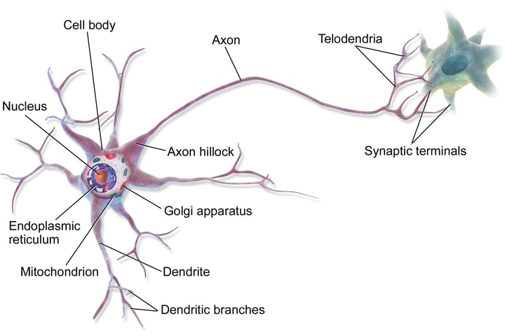 Medical illustration of a multipolar neuron showing cell body dendrites and axon the type found in the motor cortex disrupted by Huntington's disease