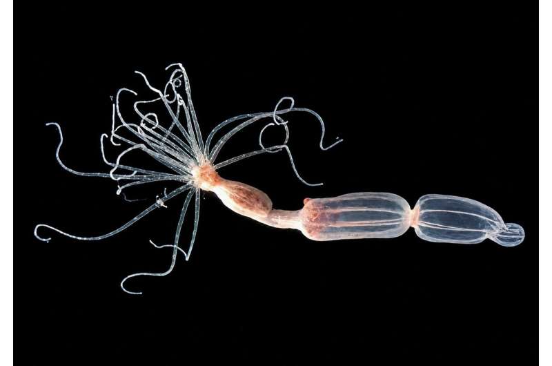 Nematostella vectensis starlet sea anemones in Hebrew University laboratory for antiviral CARDIB study