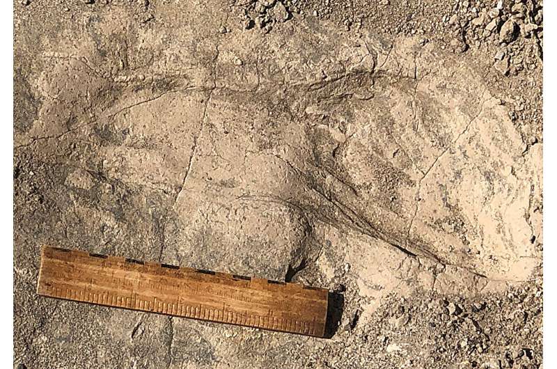 Individual 1.4-million-year-old Paranthropus boisei footprint shown with 6-inch ruler for scale at GaJi10 site Lake Turkana Kenya