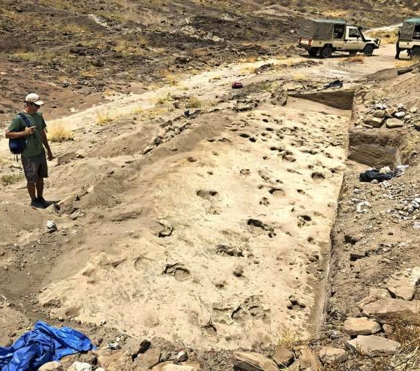 Overview of excavated track surface showing hominin and hippopotamus footprints at GaJi10 site Lake Turkana Kenya 1.4 million years ago