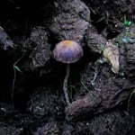 Psilocybe cubensis, the psilocybin-containing mushroom species used in Australia's authorised psychedelic-assisted therapy program