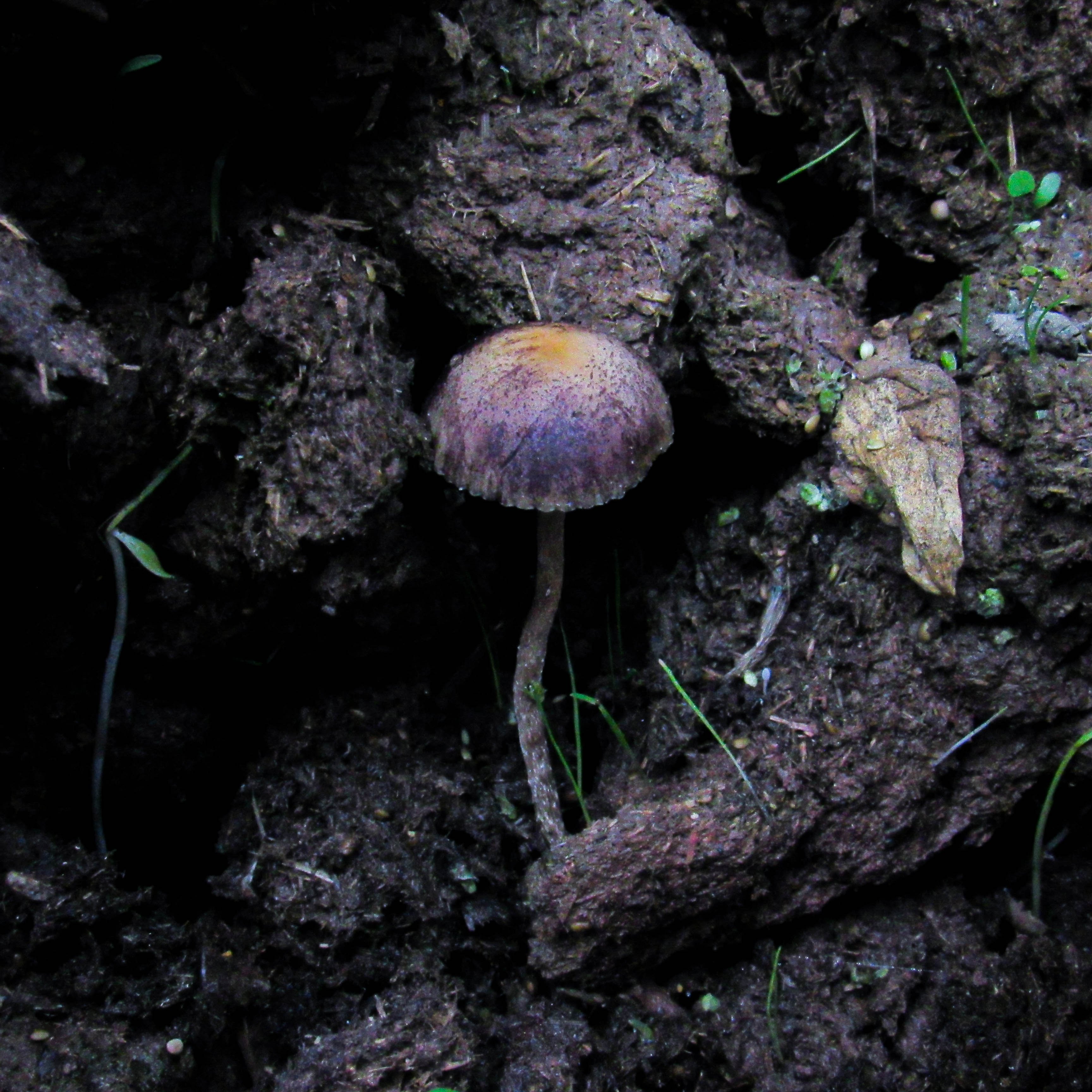 Psilocybe cubensis, the psilocybin-containing mushroom species used in Australia's authorised psychedelic-assisted therapy program