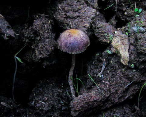Psilocybe cubensis, the psilocybin-containing mushroom species used in Australia's authorised psychedelic-assisted therapy program