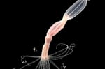 Nematostella vectensis sea anemone used in CARDIB antiviral immunity research Hebrew University of Jerusalem
