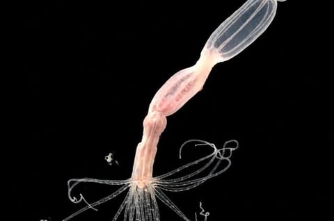 Nematostella vectensis sea anemone used in CARDIB antiviral immunity research Hebrew University of Jerusalem