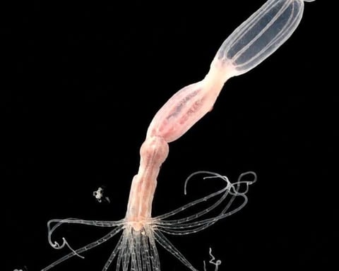 Nematostella vectensis sea anemone used in CARDIB antiviral immunity research Hebrew University of Jerusalem