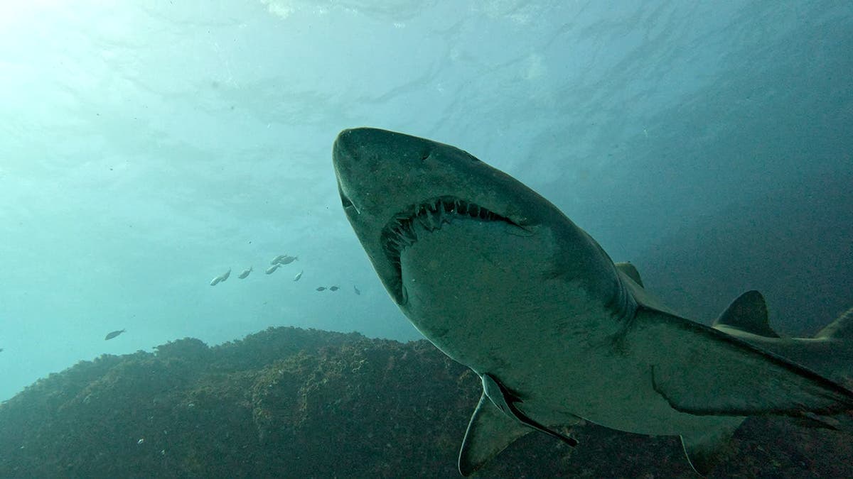 Sand tiger shark swimming in shallow coastal waters along the East Coast during the summer 2026 shark activity surge