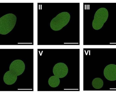 Microscopy image of SpudCell the first synthetic cell built from non-living chemicals at the University of Minnesota