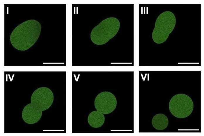 Microscopy image of SpudCell the first synthetic cell built from non-living chemicals at the University of Minnesota