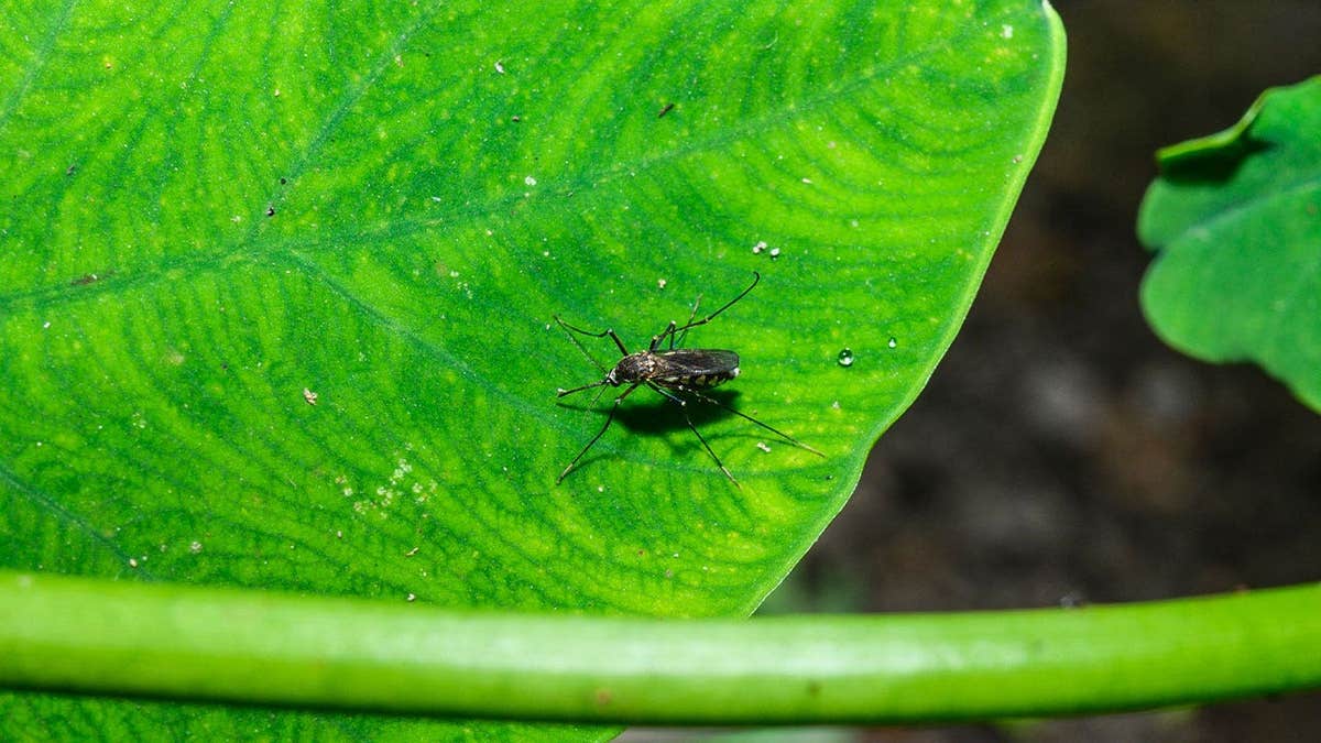 West Nile virus detection in Nashville Tennessee where the city confirmed the earliest positive mosquito sample in recent memory on July 1 2026