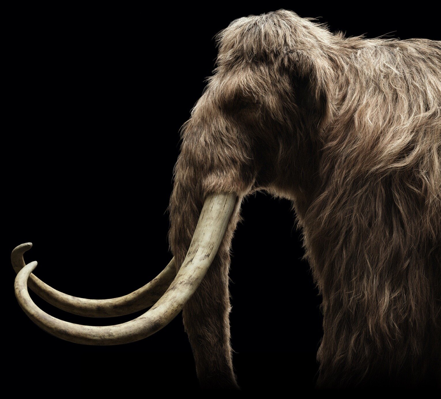 An illustration of a woolly mammoth, the flagship de-extinction project of Colossal Biosciences