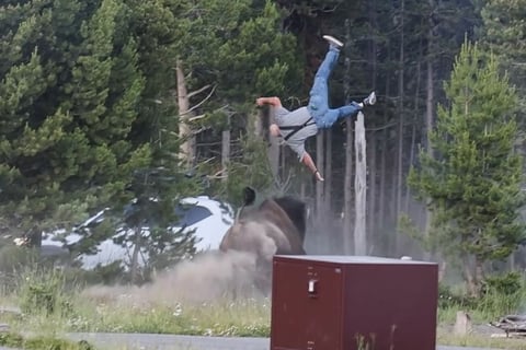 Bull bison charges 65-year-old grandfather at Yellowstone National Park campsite on July 10, 2026, launching him eight feet into the air