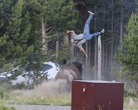 Bull bison charges 65-year-old grandfather at Yellowstone National Park campsite on July 10, 2026, launching him eight feet into the air