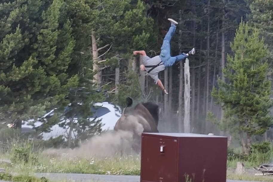 Bull bison charges 65-year-old grandfather at Yellowstone National Park campsite on July 10, 2026, launching him eight feet into the air