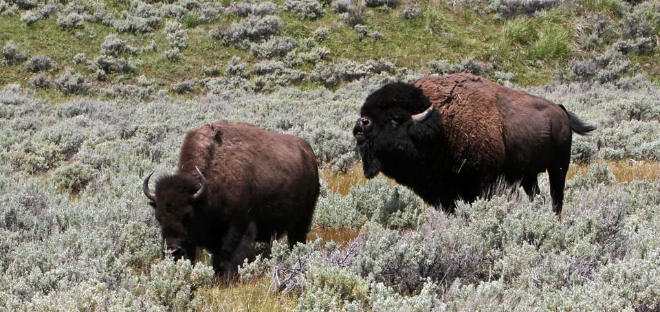 Bull and cow bison at Yellowstone National Park during the rut season, the type of animal involved in the July 2026 campsite attack
